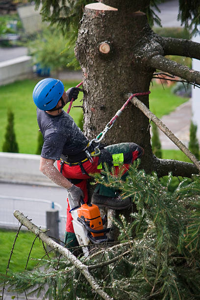 Reliable Franklin, NC  Tree Services Solutions